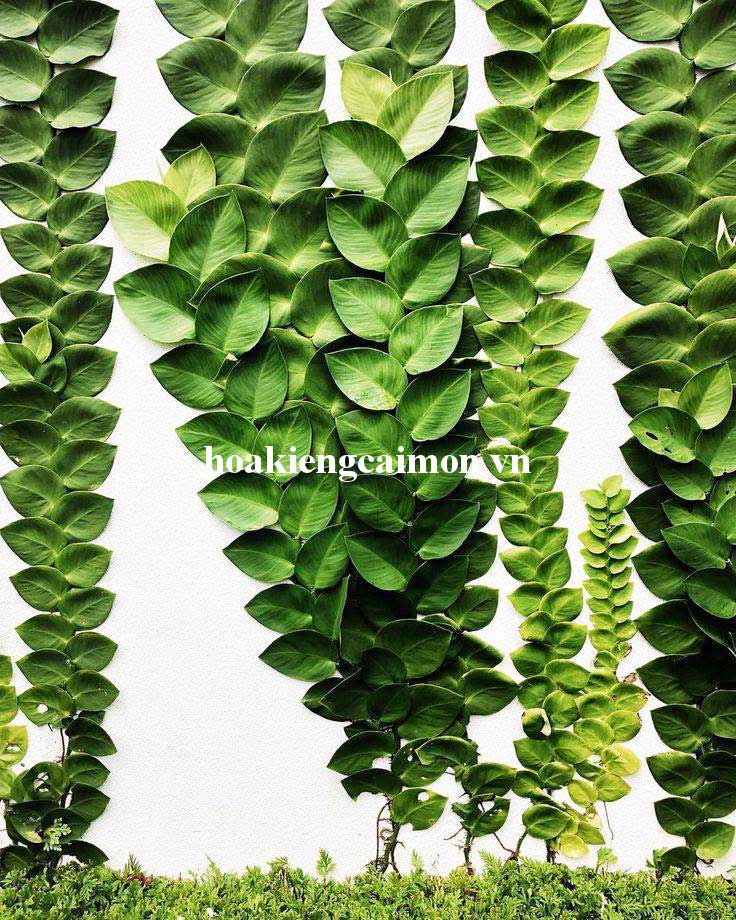 Cây Kiểng Lá Tắc Kè Thái