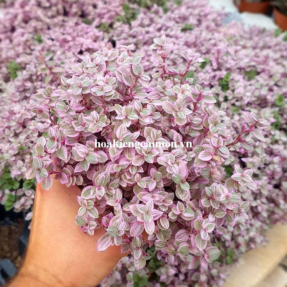 Cây Kiểng Lá Tổ Ong Hồng