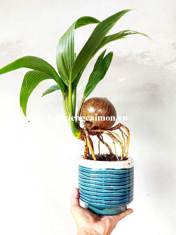 Dừa Bonsai Mini
