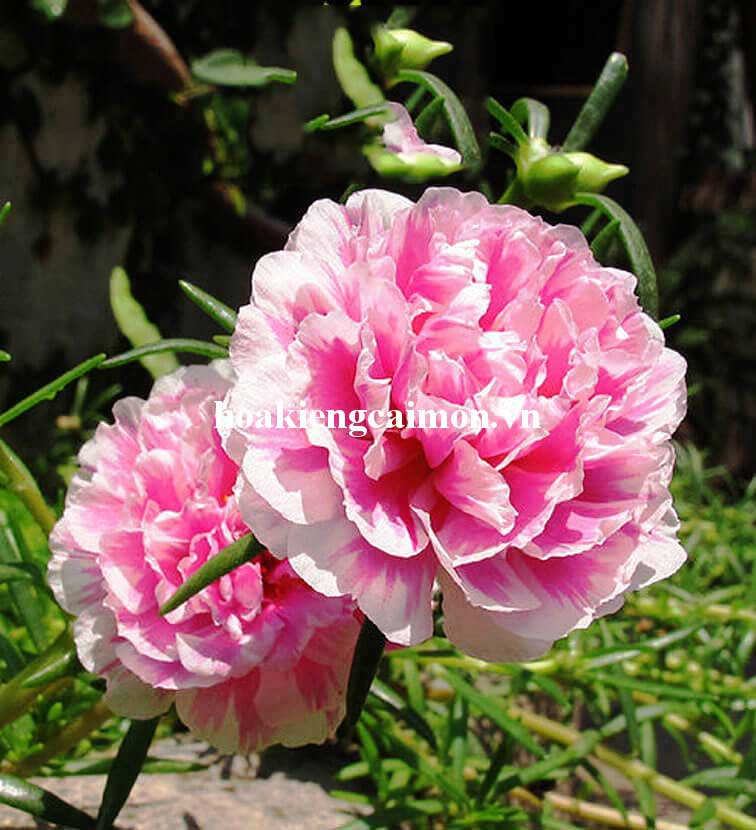 Hoa Mười Giờ Thái Cánh Kép Đơn Màu Song Hỷ